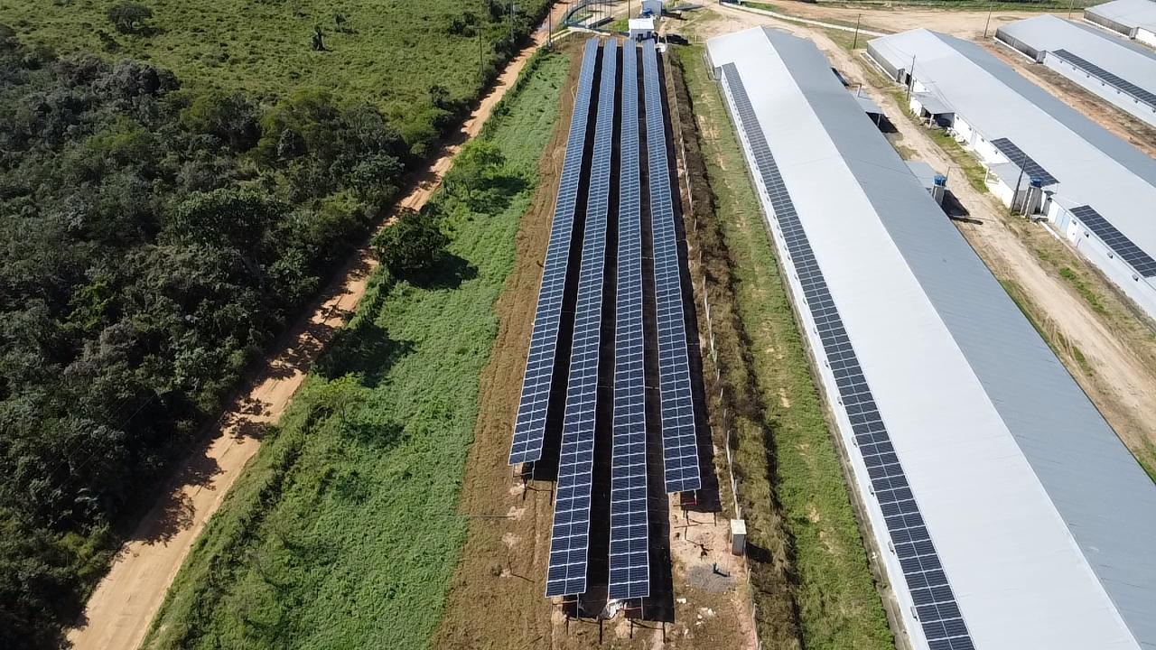Usina solar em solo ao lado dos galpões de uma granja, com painéis também nos telhados